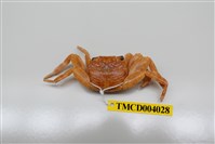 藏品(長趾方蟹)的圖片